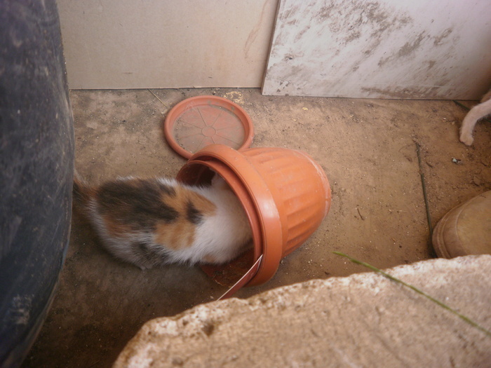 16212715_FTTINDTTD - Pisicutze