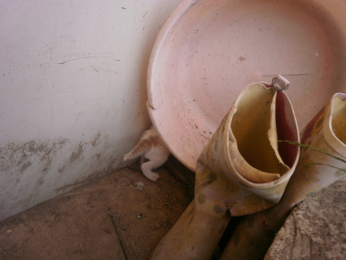 16212752_ZAXDNBWTV - Pisicutze