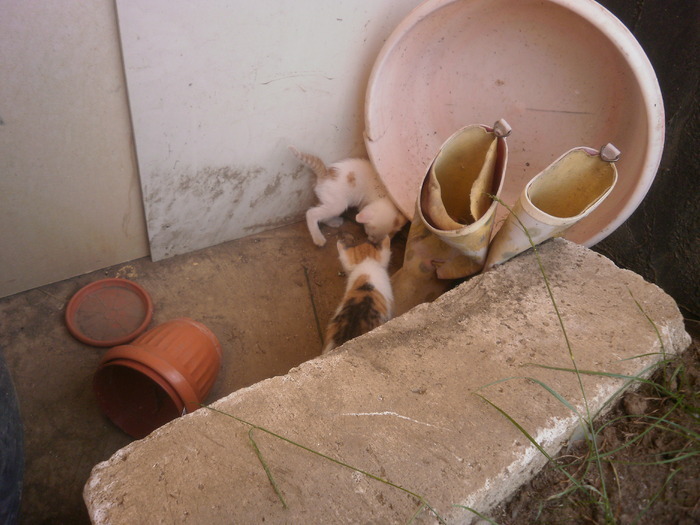 16212801_ZREBIYNWS - Pisicutze