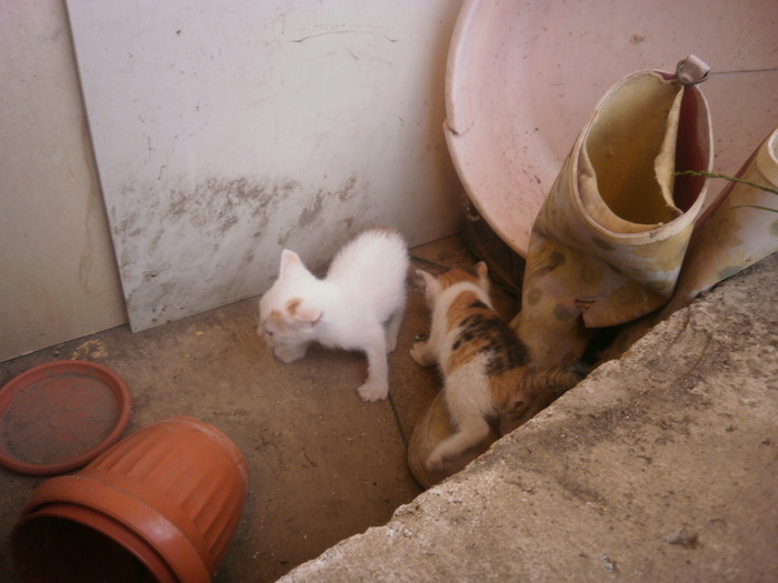 16212837_XFZZLSTUG - Pisicutze