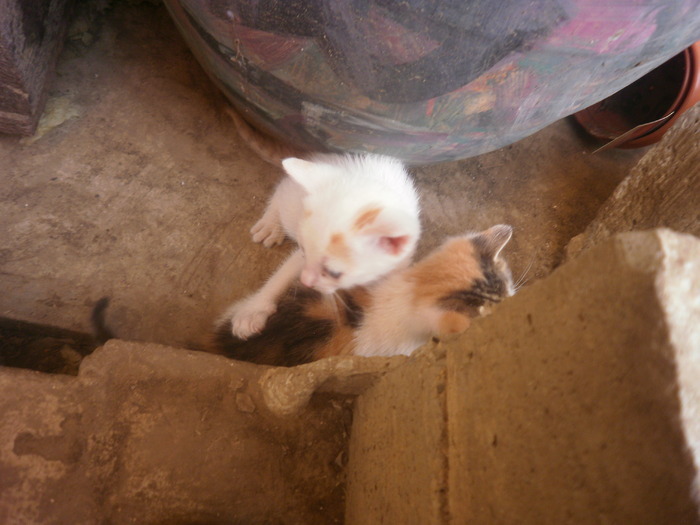 16214178_ICWSSANOV - Pisicutze