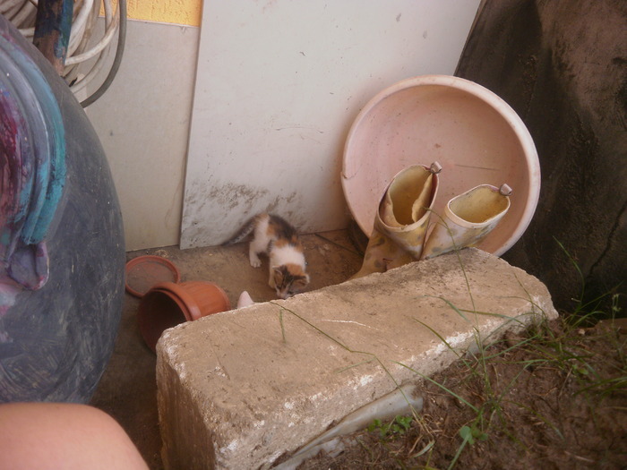 16214369_RWHIFKEXD - Pisicutze