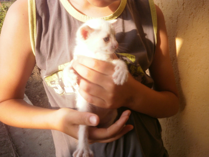 16214715_PPANHOJBP - Pisicutze