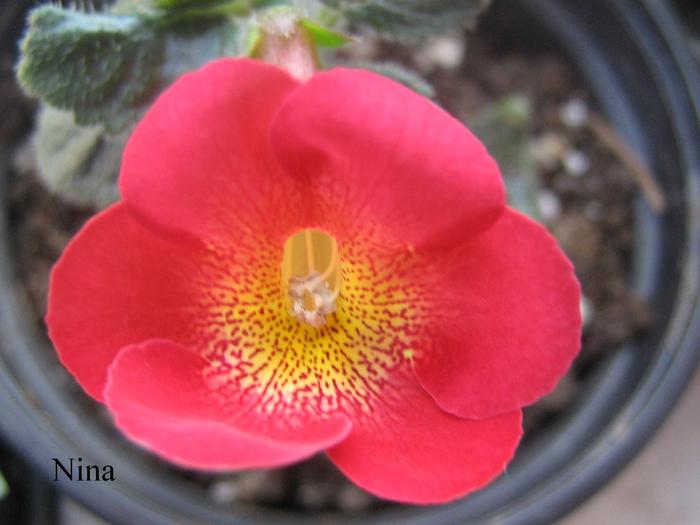 achimenantha Aquarius