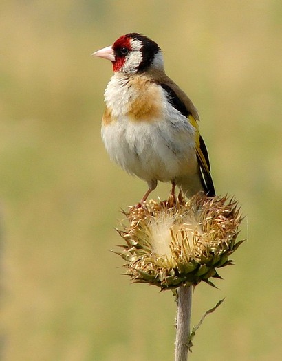 Sticlete 6 - Animalutele mele