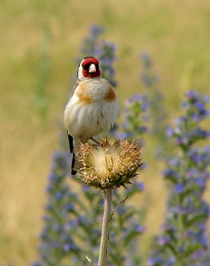 Sticlete - Animalutele mele