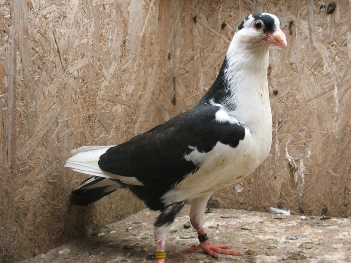 IMG_0549 - 31 PUI 2010