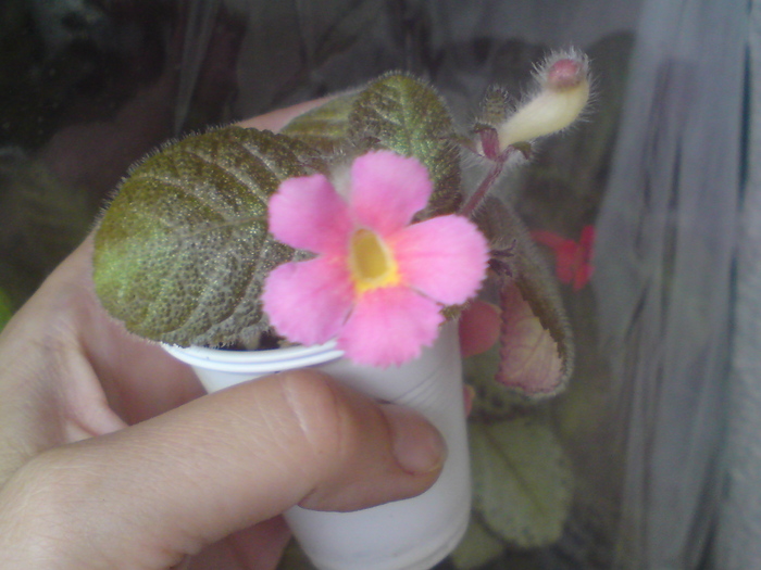 Cupreata Metallica (1) - Episcia