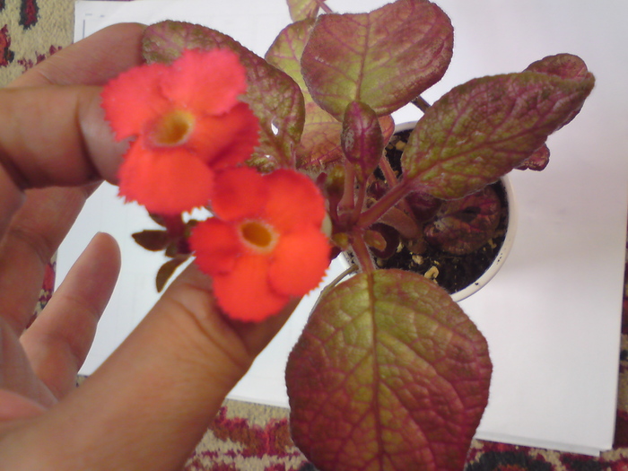 Sea-Foam (1) - Episcia