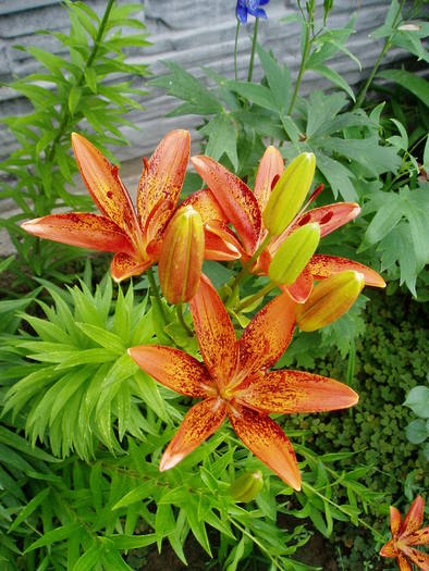 orange art - Flori Mai - iunie 2010