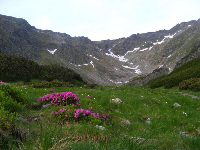 caldarea Iezerului - Rododendronul in rezervatia Pietrosul_Rodnei 13_14 iunie 2010