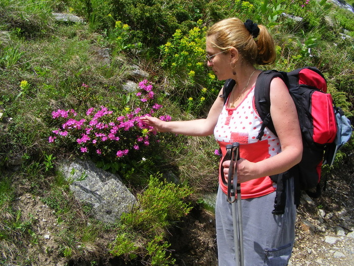 DSCF0479 - Rododendronul in rezervatia Pietrosul_Rodnei 13_14 iunie 2010