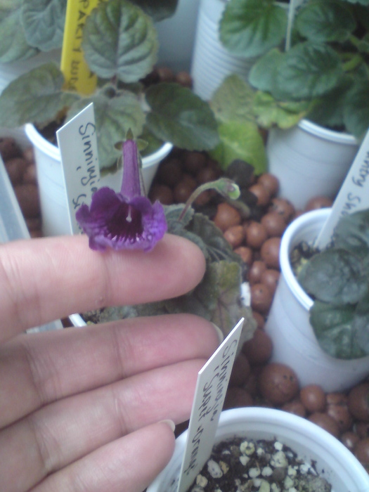 Sinningia Silhouette (1); Sinningia Silhouette
