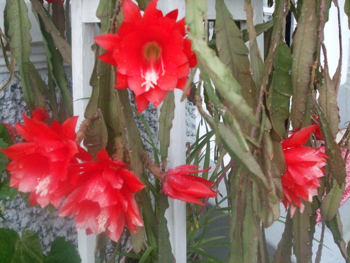 Cactus Epiphyllum - IN CASA