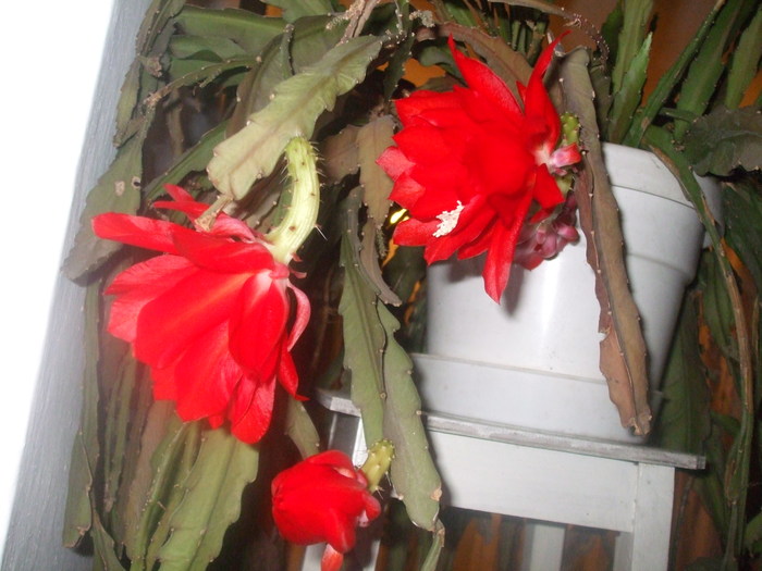 Cactus Epiphyllum - IN CASA