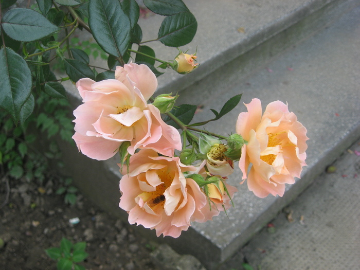 IMG_0061 - trandafiri