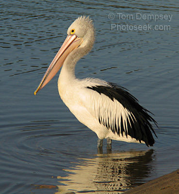 04AUS-10746-Pelican-reflect - Pasari