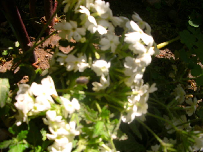 Verbena dupa furtuna - Gradina 2010