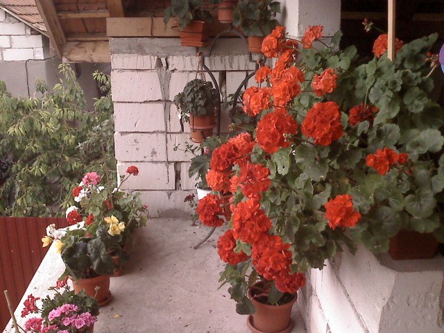 Photo00215 - FLORI 2010