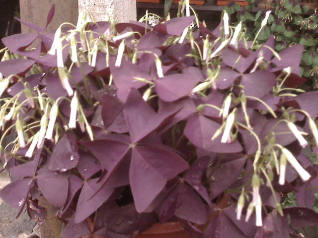 OXALIS