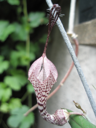 Ceropegia verrucosa - floare 16.06 - Ceropegia