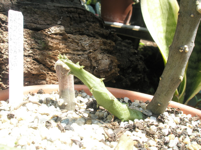 Ceropegia stapeliformis - 15.06 - Ceropegia