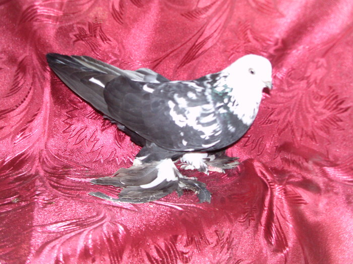 PIC_0055 - jucatori de edinet