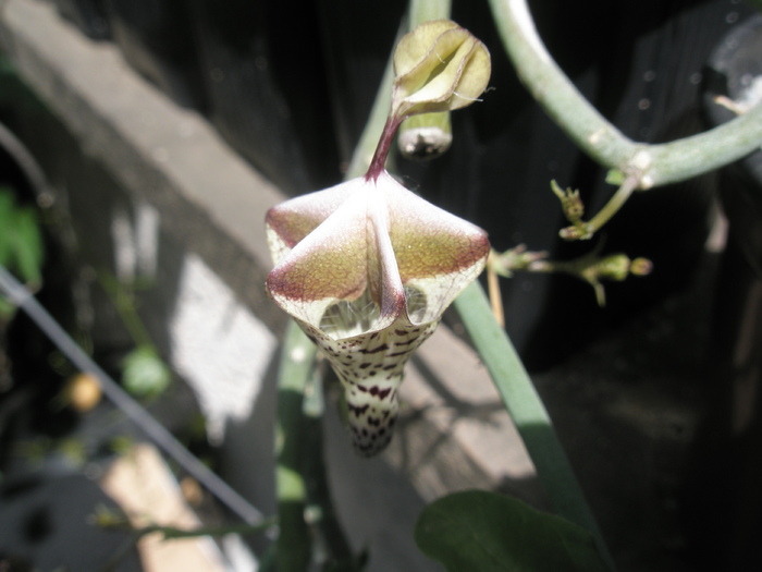 Ceropegia distincta - centrul florii - Ceropegia