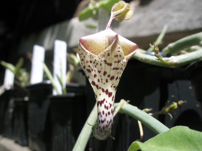 Ceropegia distincta - corpul florii - Ceropegia