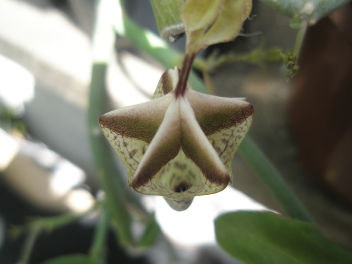 Ceropegia distincta - macro - Ceropegia