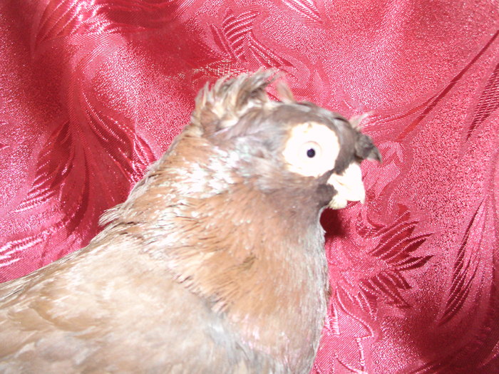 PIC_0098 - jucatori de edinet