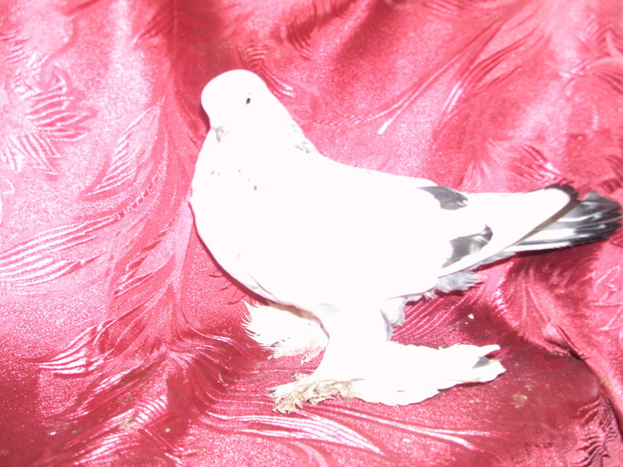 PIC_0101 - jucatori de edinet