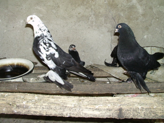 PIC_0109 - jucatori de edinet