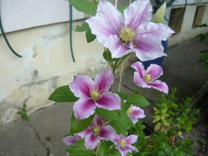 P1020488 - CLEMATIS