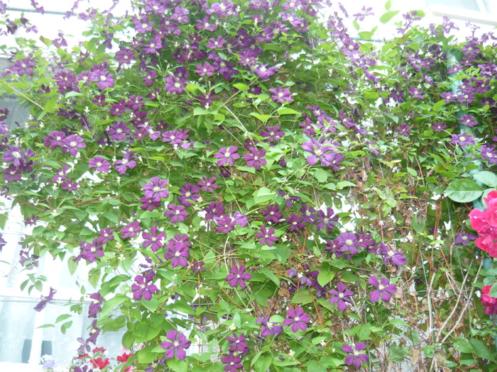 P1020478 - CLEMATIS