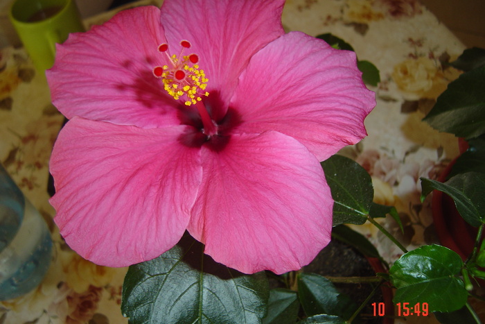 poze noi 322 - 09-2012-HIBISCUS