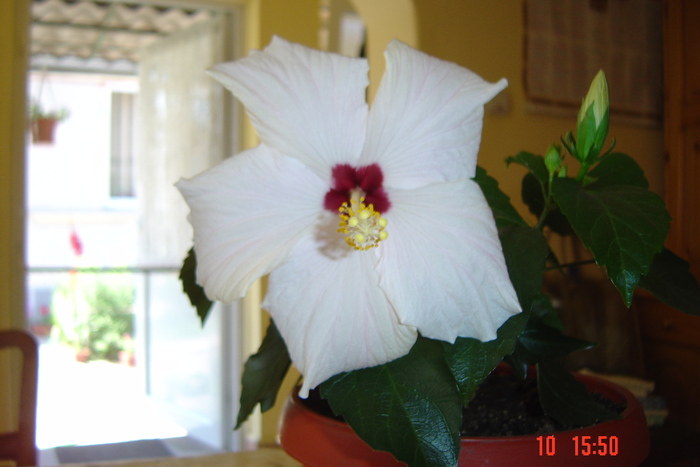 poze noi 325 - 09-2012-HIBISCUS