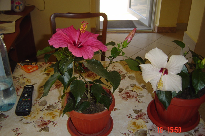 poze noi 326 - 09-2012-HIBISCUS