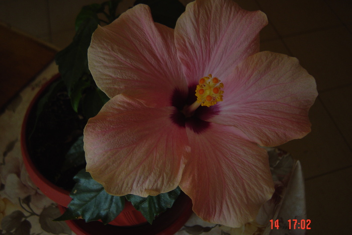 poze noi 372 - 09-2012-HIBISCUS