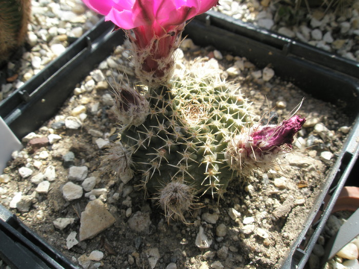 Echinocereus pulchellus - planta - Echinocereus