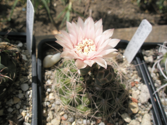 Gymnocalycium cu spin central - 14.06 - Gymnocalycium