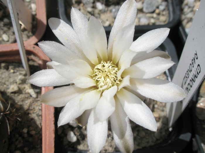 Gymnocalyciumm ragonesii - floare - Gymnocalycium