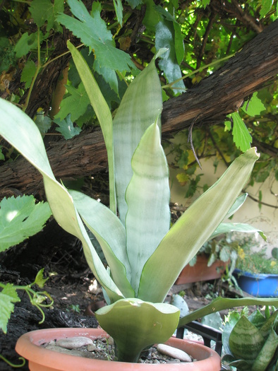 Sansevieria trifasciata cv. Moonshine 2