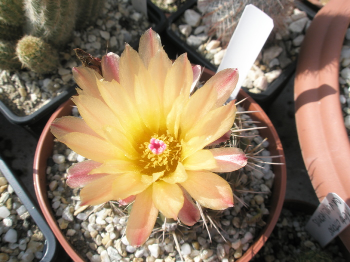 Notocactus de la Tria's - 15.06