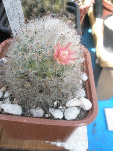 Mammillaria bocasana - 15.06 - Mammillaria