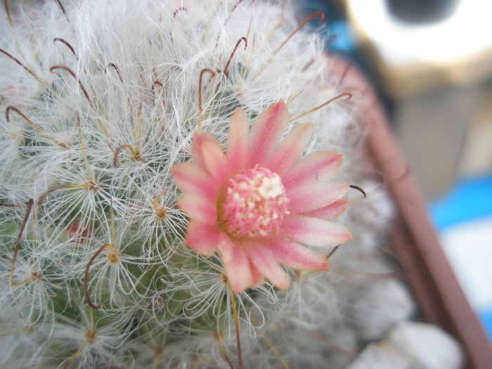 Mammillaria bocasana - floare - Mammillaria