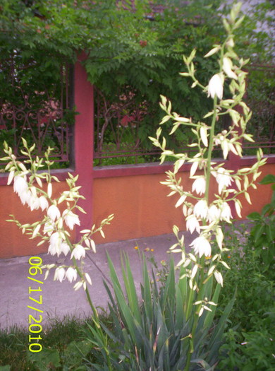 Yucca Gloriosa - flori de gradina 2010