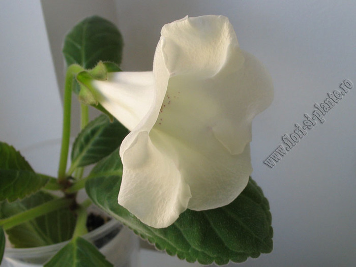 Gloxinia  white dots Charles Lawn 1 - GLOXINIA _ SINNINGIA