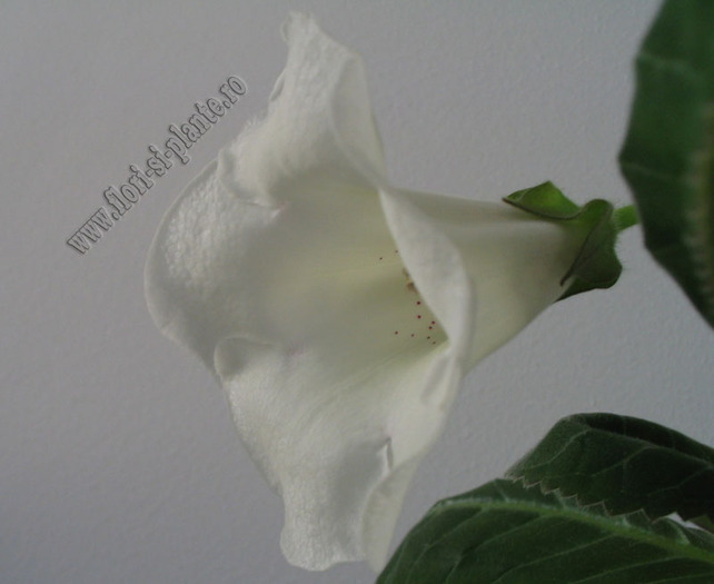 Gloxinia  white dots Charles Lawn 3 - GLOXINIA _ SINNINGIA
