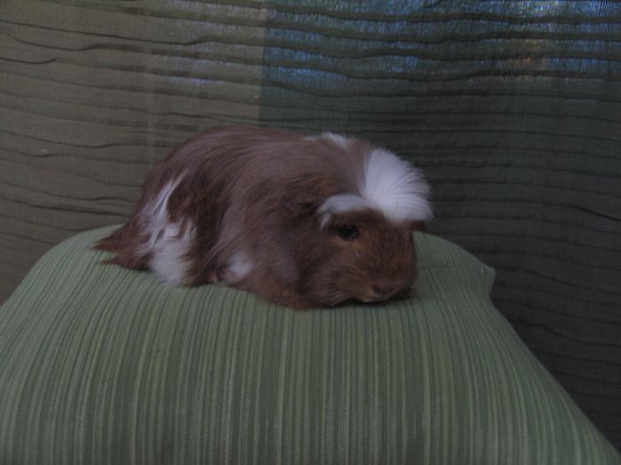 Alejandra; Coronet femela(nosteny)
2010.04.11
